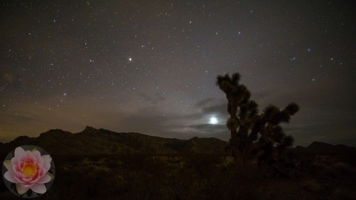 Gold-Butte-Joshua-Tree.jpg