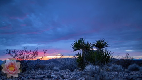Gold-Butte-Sunset.jpg