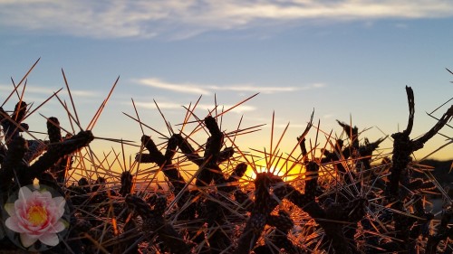 Joshua-Tree-Catctus.jpg