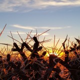 Joshua-Tree-Catctus