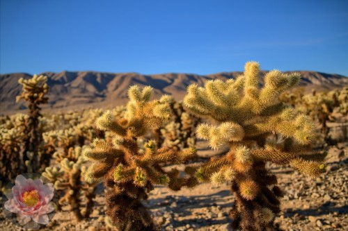 Joshua Tree Forest