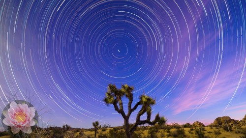 Joshua Tree Startrail